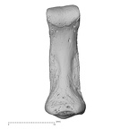 foot phalanx third middle right