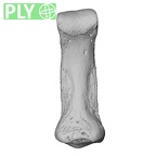 NH CAM1 14 Gorilla gorilla gorilla foot phalanx third middle right ply