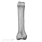 foot phalanx third proximal right