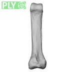 NH CAM1 14 Gorilla gorilla gorilla foot phalanx third proximal right ply