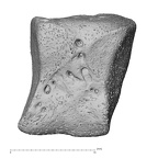 intermediate cuneiform right