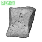 NH CAM1 14 Gorilla gorilla gorilla intermediate cuneiform right ply