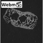 NH CAM1 14 Gorilla gorilla gorilla lateral cuneiform right ct stack movie