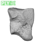 NH CAM1 14 Gorilla gorilla gorilla lateral cuneiform right ply