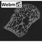 NH CAM1 14 Gorilla gorilla gorilla medial cuneiform right ct stack movie