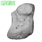 NH CAM1 14 Gorilla gorilla gorilla medial cuneiform right ply