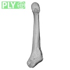 NH CAM1 14 Gorilla gorilla gorilla metatarsal fifth right ply