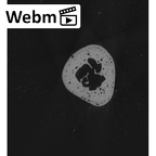 NH CAM1 14 Gorilla gorilla gorilla metatarsal first right ct stack movie