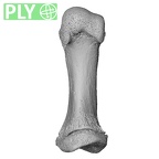 NH CAM1 14 Gorilla gorilla gorilla metatarsal first right ply