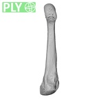 NH CAM1 14 Gorilla gorilla gorilla metatarsal fourth right ply