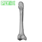 NH CAM1 14 Gorilla gorilla gorilla metatarsal second right ply