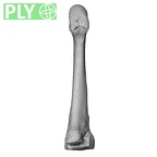 NH CAM1 14 Gorilla gorilla gorilla metatarsal third right ply