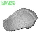 NH CAM1 14 Gorilla gorilla gorilla navicular right ply