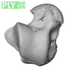 NH CAM1 14 Gorilla gorilla gorilla talus left ply