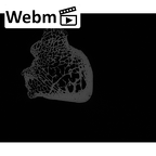 NH FC 123 Gorilla gorilla gorilla calcaneus left ct stack movie