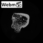 NH FC 123 Gorilla gorilla gorilla calcaneus right ct stack movie