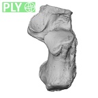 NH FC 123 Gorilla gorilla gorilla calcaneus right ply