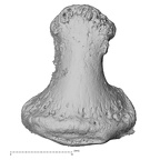 NH FC 123 Gorilla gorilla gorilla foot phalanx fifth distal left dorsal