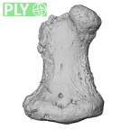 NH FC 123 Gorilla gorilla gorilla foot phalanx fifth middle left ply