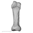 NH FC 123 Gorilla gorilla gorilla foot phalanx fifth proximal left plantar