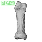NH FC 123 Gorilla gorilla gorilla foot phalanx fifth proximal left ply