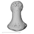 NH FC 123 Gorilla gorilla gorilla foot phalanx first distal left dorsal