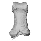 NH FC 123 Gorilla gorilla gorilla foot phalanx first proximal left plantar