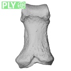 NH FC 123 Gorilla gorilla gorilla foot phalanx first proximal left ply