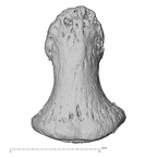 NH FC 123 Gorilla gorilla gorilla foot phalanx fourth distal left dorsal