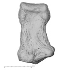 foot phalanx fourth middle left
