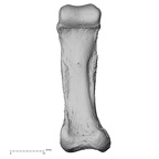 foot phalanx fourth proximal left