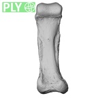 NH FC 123 Gorilla gorilla gorilla foot phalanx fourth proximal left ply