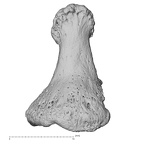 NH FC 123 Gorilla gorilla gorilla foot phalanx second distal left dorsal