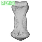 NH FC 123 Gorilla gorilla gorilla foot phalanx second middle left ply