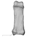 NH FC 123 Gorilla gorilla gorilla foot phalanx second proximal left plantar