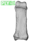 NH FC 123 Gorilla gorilla gorilla foot phalanx second proximal left ply