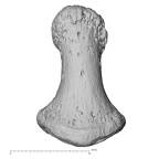NH FC 123 Gorilla gorilla gorilla foot phalanx third distal left dorsal