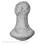 NH FC 123 Gorilla gorilla gorilla foot phalanx third distal left plantar