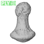 NH FC 123 Gorilla gorilla gorilla foot phalanx third distal left ply
