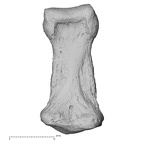 NH FC 123 Gorilla gorilla gorilla foot phalanx third middle left plantar