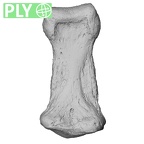 NH FC 123 Gorilla gorilla gorilla foot phalanx third middle left ply