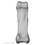 NH FC 123 Gorilla gorilla gorilla foot phalanx third proximal left plantar