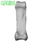 NH FC 123 Gorilla gorilla gorilla foot phalanx third proximal left ply
