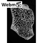 NH FC 123 Gorilla gorilla gorilla medial cuneiform left ct stack movie