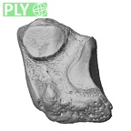 NH FC 123 Gorilla gorilla gorilla medial cuneiform left ply