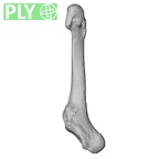 NH FC 123 Gorilla gorilla gorilla metatarsal fifth left ply