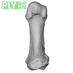 NH FC 123 Gorilla gorilla gorilla metatarsal first left ply