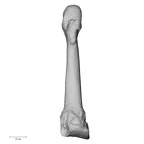 NH FC 123 Gorilla gorilla gorilla metatarsal fourth left plantar