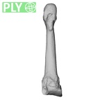 NH FC 123 Gorilla gorilla gorilla metatarsal fourth left ply