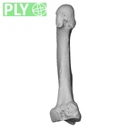 NH FC 123 Gorilla gorilla gorilla metatarsal second left ply